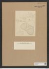 Diatomeae indet. Zeichnungen Sammlung Grunow Nr. 7560 (NHMW-BOT-W0376707)